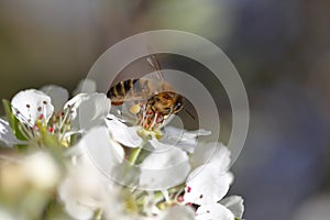 Honeybee harvesting pollen