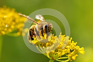 Honeybee harvesting pollen