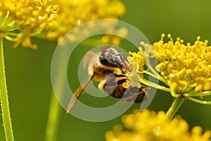 Honeybee harvesting pollen