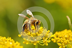 Honeybee harvesting pollen
