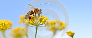 Honeybee harvesting pollen photo