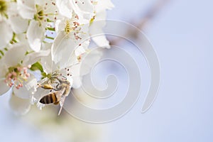 Honeybee Harvesting Pollen From Blossoming Tree Buds.