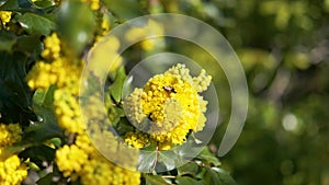 Honeybee harvesting pollen from yellow blooming flowers on sunny day green motion background