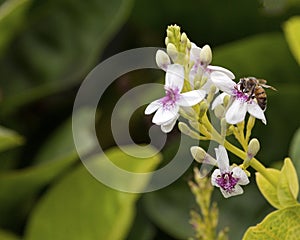 Honeybee Hawaiian