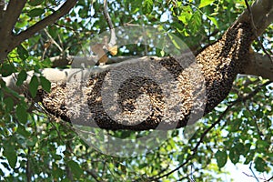 A honeybee hive on a high tree