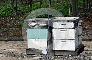 Honeybee hive out to pollinate