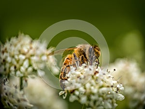 Honeybee, honey bee aka Apis Mellifera, pollinating Hemlock flowers, Conium maculatum.