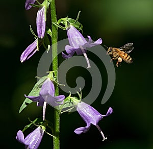 Honeybee hovering by Creeping Bellflowers