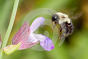 A honeybee hovering over a flower photo