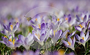 Honeybee Hovers near Purple Spring Crocus Blossoms