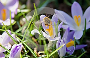 Honeybee Hovers on a Purple Spring Crocus Blossom