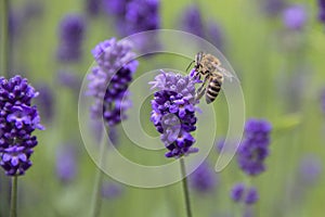 Honeybee on Lavender close up
