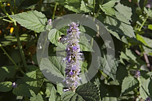 Honeybee on a Lavender Hyssop photo