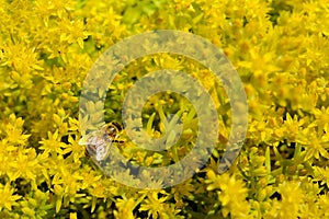 Honeybee on Lemon Coral Sedum Flowers