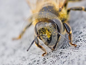 Extreme macro closeup on Honey bee eyes photo