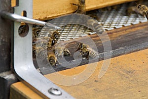 A honeybee in mid-flight approaches a wooden beehive entrance photo