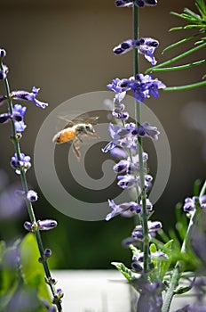 Honeybee midflight on russian sage photo