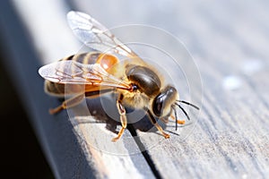 honeybee next to an epinephrine autoinjector