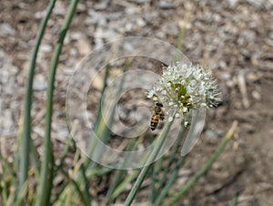 Honeybee on an Onion Flower