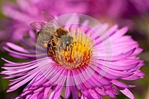 Honeybee on pink flower photo