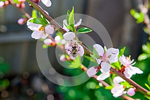 Honeybee on pink flower of peach tree collecting pollen and nectar to make sweet honey with medicinal benefits
