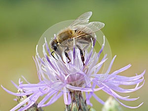 Honeybee On Pink Knapweed 3