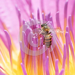 Honeybee and pink lotus flower