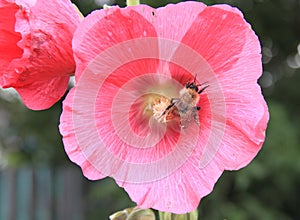 Honeybee on a pink mallow flower in the garden in summer