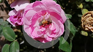 Honeybee  and Pink rose closeup in sunny day