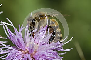 Honeybee on pink thistle