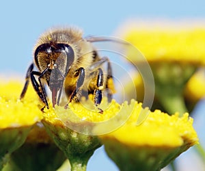 Honeybee polinated flower