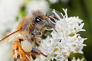 Honeybee Pollen