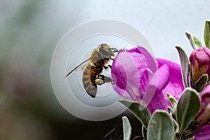 Honeybee with pollen on legs landing on sage flower