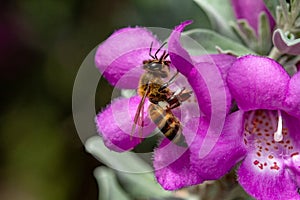 Honeybee with pollen on legs landing on sage flower