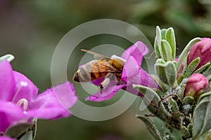 Honeybee with pollen on legs in sage flower