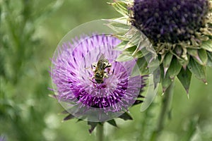 Honeybee pollenating a Thistle Flower