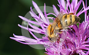 Honeybee pollinated of flower