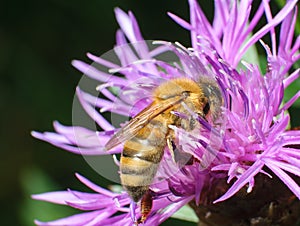 Honeybee pollinated of pink flower