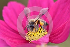 Honeybee pollinated of red flower