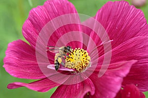 Honeybee pollinated of red flower
