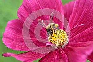 Honeybee pollinated of red flower