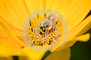 Honey bee pollinates a yellow flower. Closeup. Pollinations of concept