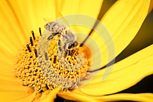 Honey bee pollinates a yellow flower. Closeup. Pollinations of concept