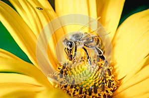 Honeybee pollinates a yellow flower/ Closeup. Pollinations of concept