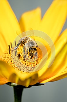 Honey bee pollinates a yellow flower of heliopsis. Closeup. Pollinations of concept