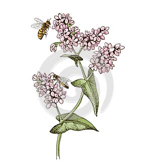 Honeybee pollinating blooming buckwheat plant