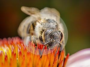 Honeybee pollinating echinacea flowers
