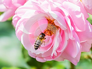 Honeybee Pollinating Pink Rose