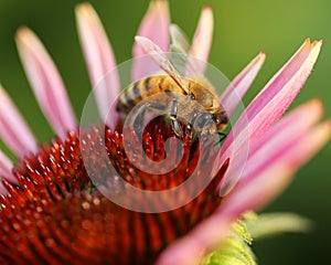 Honeybee on Purple Coneflower Plant Echinacea