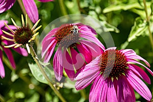 Honeybee on Purple Coneflower in Yampa River Botanical Garden